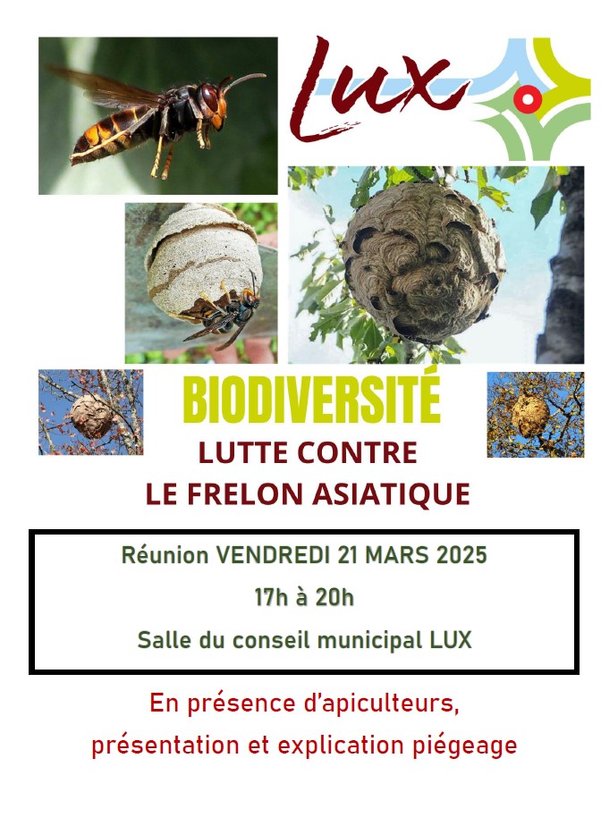 réunion frelon