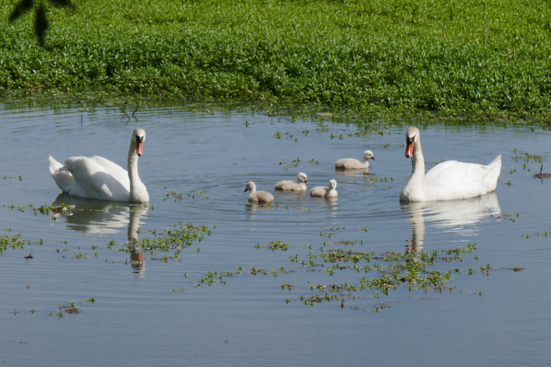 Famille cygne